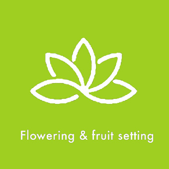 Flowering fruit
